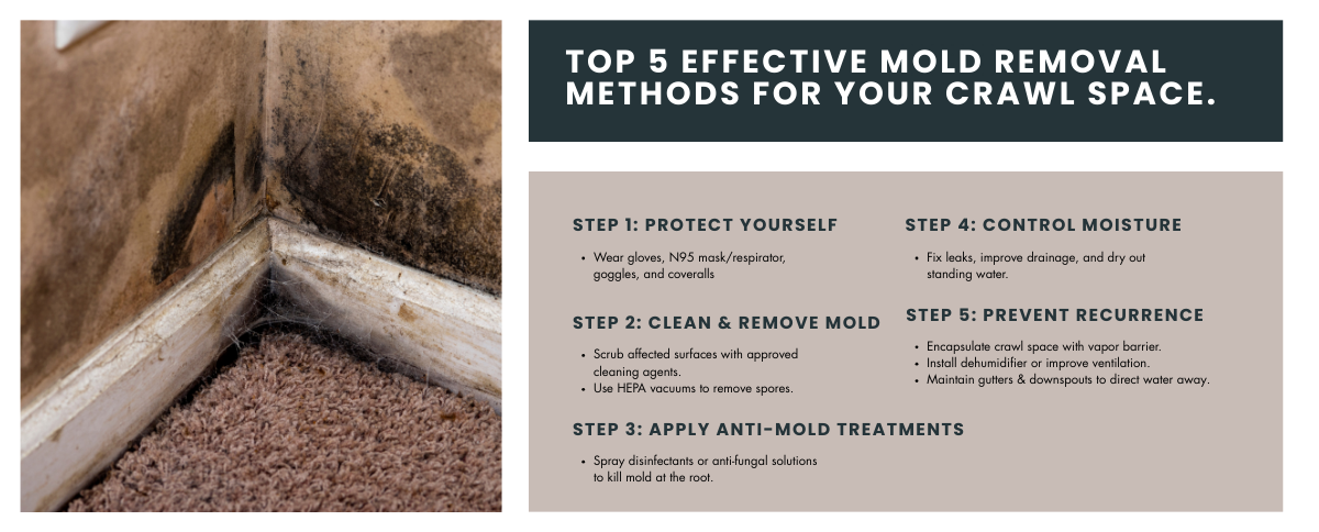 5 effective mold removal methods